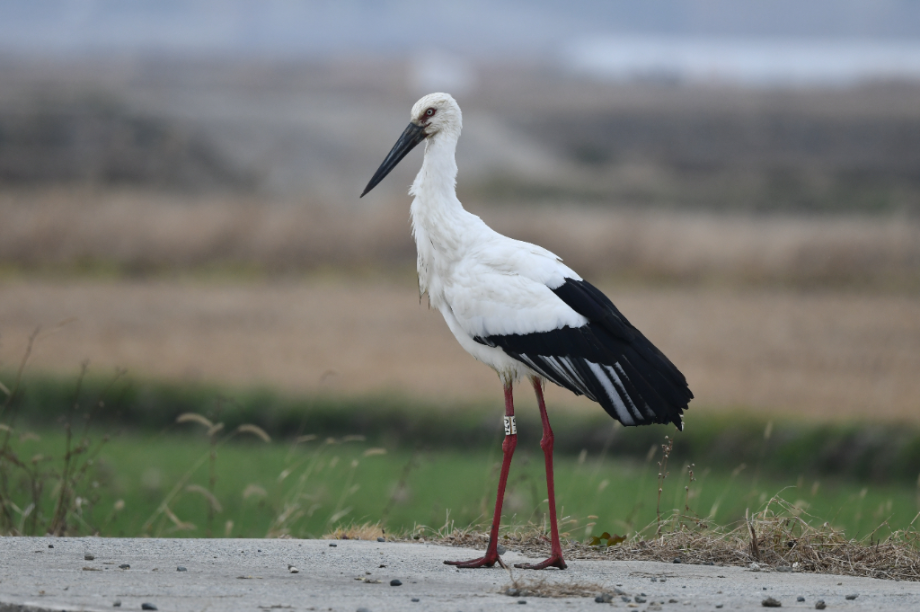 [2021.12.20] 전라남도 진도군에서 관찰된 황새입니다. 이미지