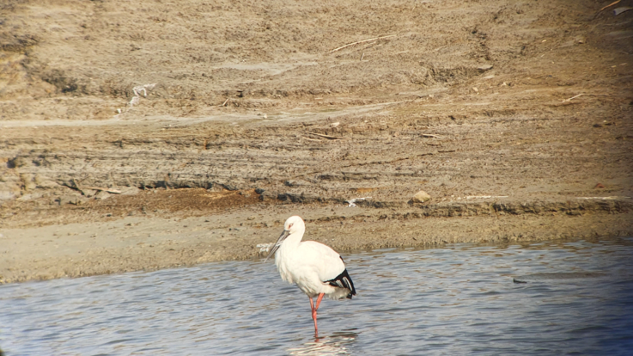 [2021.12.20] 전라북도 익산시에서 관찰된 황새입니다. 이미지
