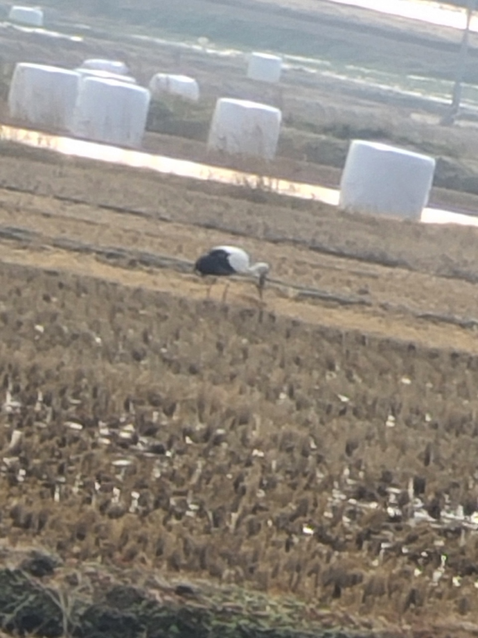 [2021.12.20] 충청남도 태안군에서 관찰된 황새입니다. 이미지