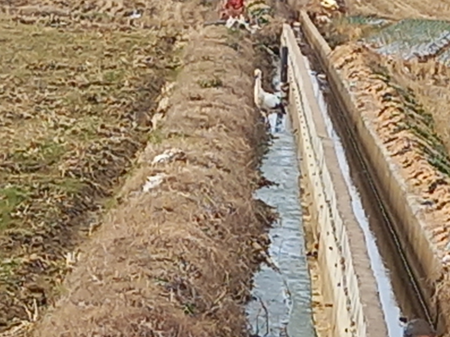 [2021.12.20] 전라남도 무안군에서 관찰된 황새입니다. 이미지