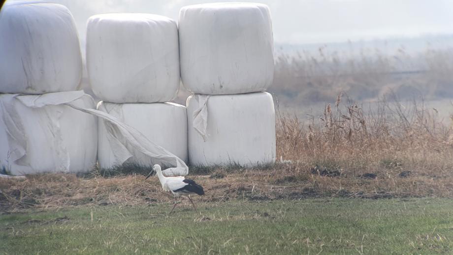 [2021.12.20] 전라북도 김제시에서 관찰된 황새입니다. 이미지