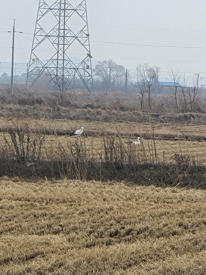 [2021.12.20] 충청남도 태안군에서 관찰된 황새입니다. 이미지