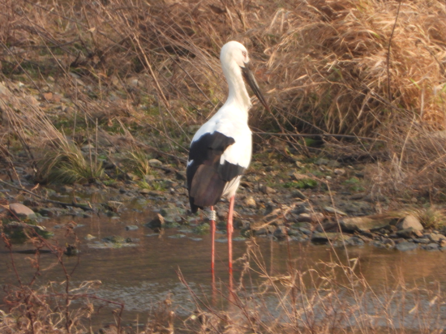[2021.12.20] 충청남도 예산군에서 관찰된 황새입니다. 이미지