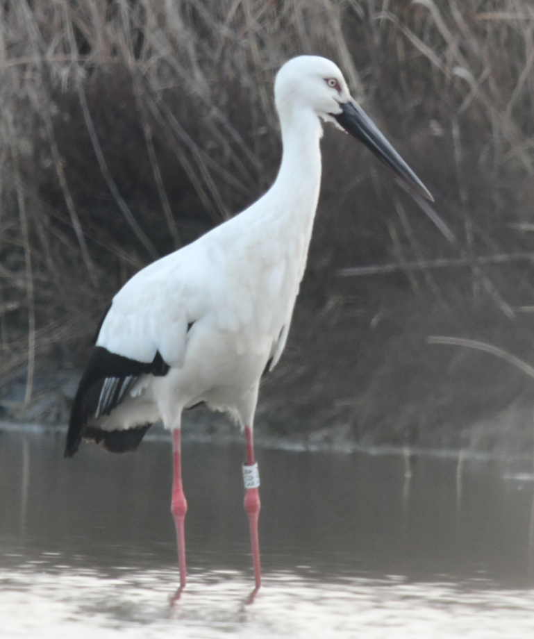 [2021.12.20] 전라북도 고창군에서 관찰된 황새입니다. 이미지