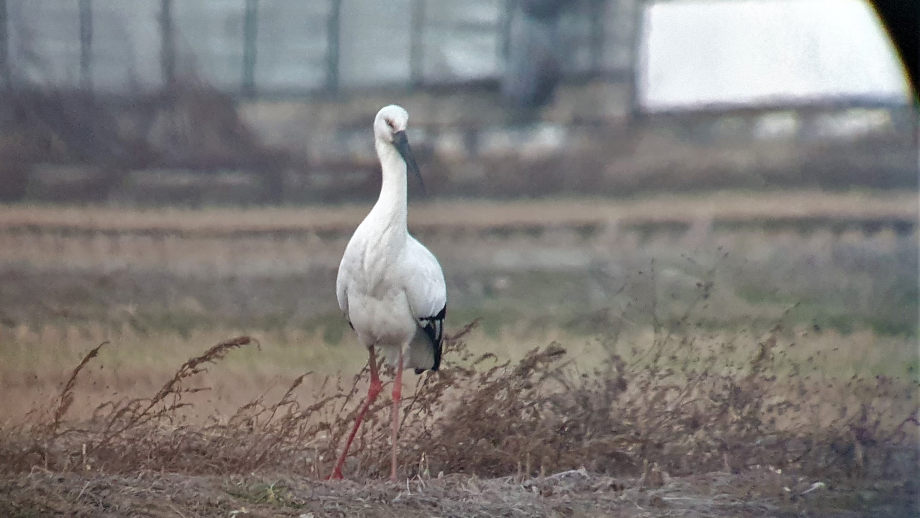 [2021.12.22] 전라북도 전주시에서 관찰된 황새입니다. 이미지