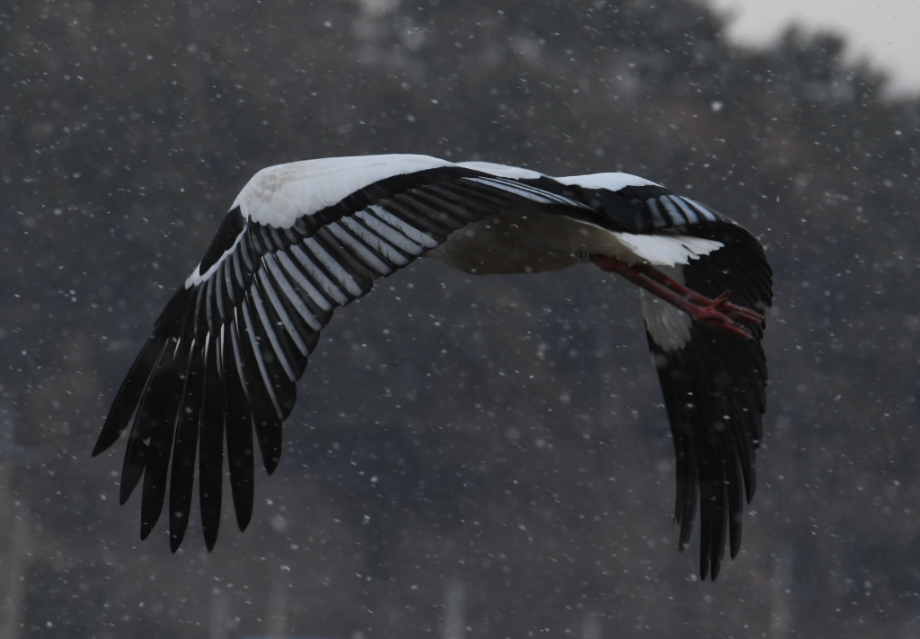 [2021.12.25] 전라남도 해남군에서 관찰된 황새입니다. 이미지