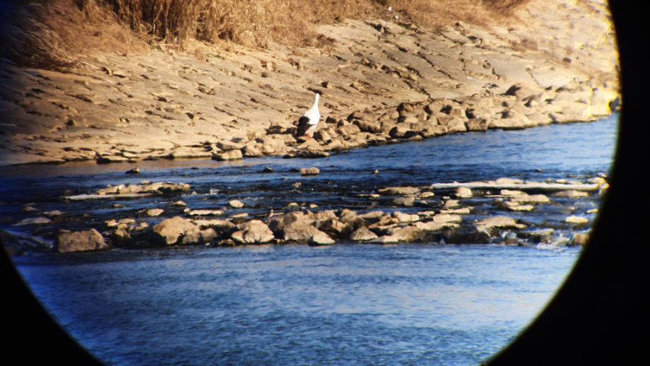 [2021.12.26] 전라북도 전주시에서 관찰된 황새입니다. 이미지
