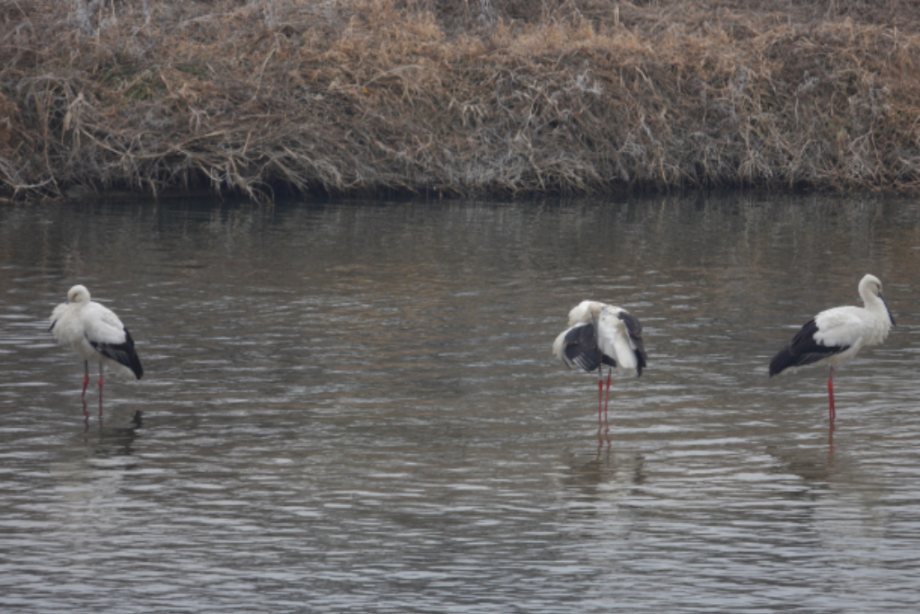[2021.12.28] 경기도 평택시에서 관찰된 황새입니다. 이미지