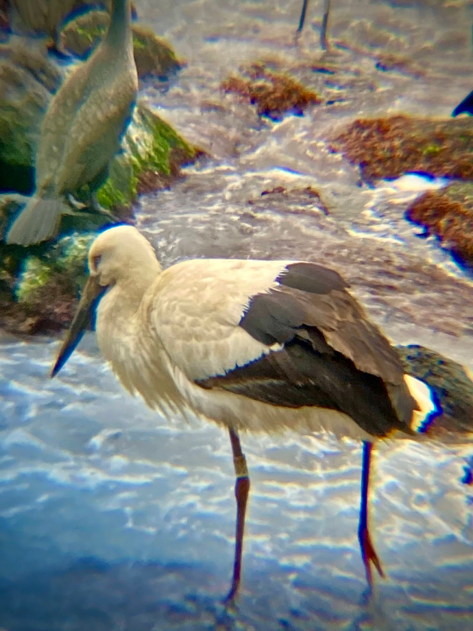 [2021.12.28] 제주특별자치도 제주시에서 관찰된 황새입니다. 이미지