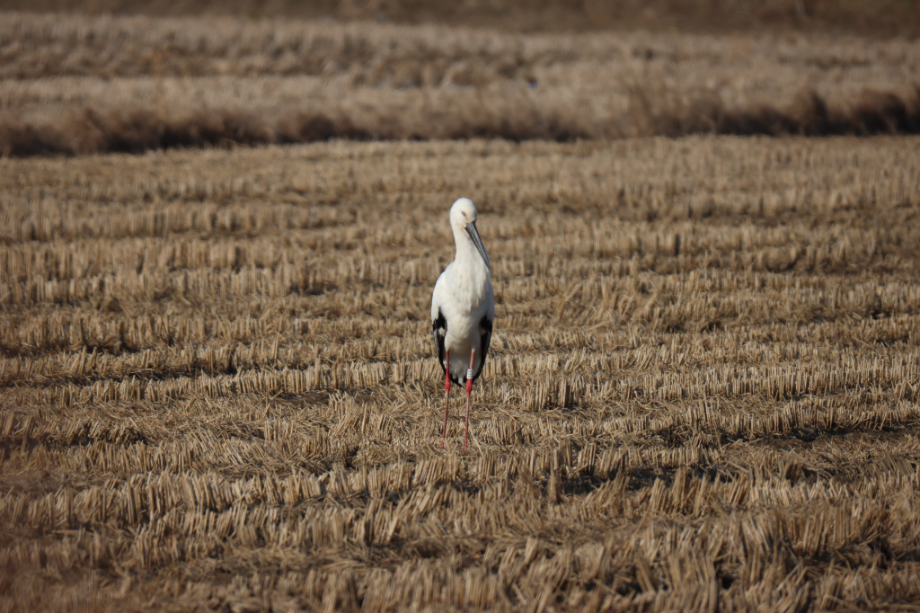 [2021.12.30] 충청남도 서산시에서 관찰된 황새입니다. 이미지
