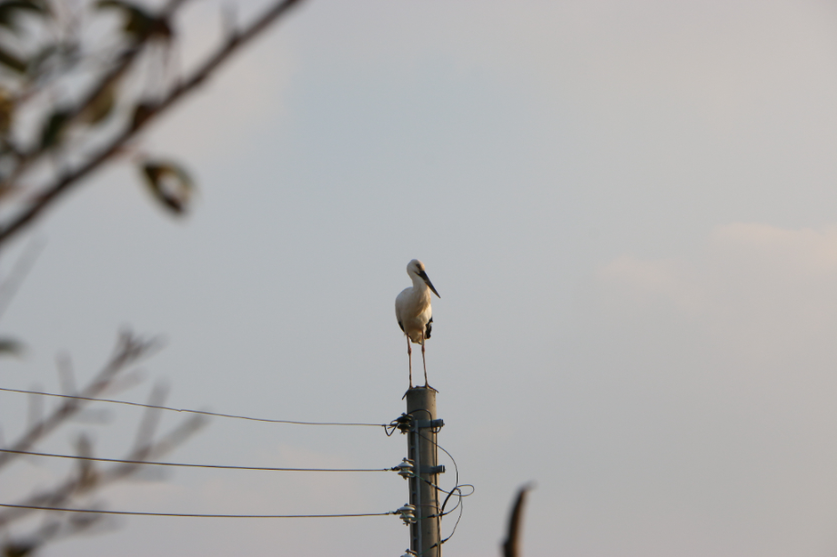 [2022.01.02] 전라남도 무안군에서 관찰된 황새입니다. 이미지