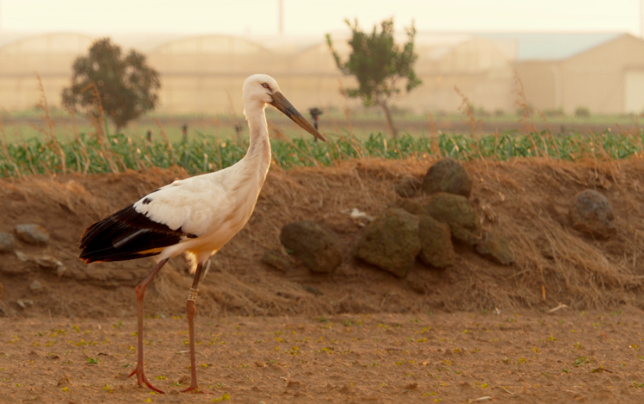 [2022.01.02] 제주특별자치도 서귀포시에서 관찰된 황새입니다. 이미지