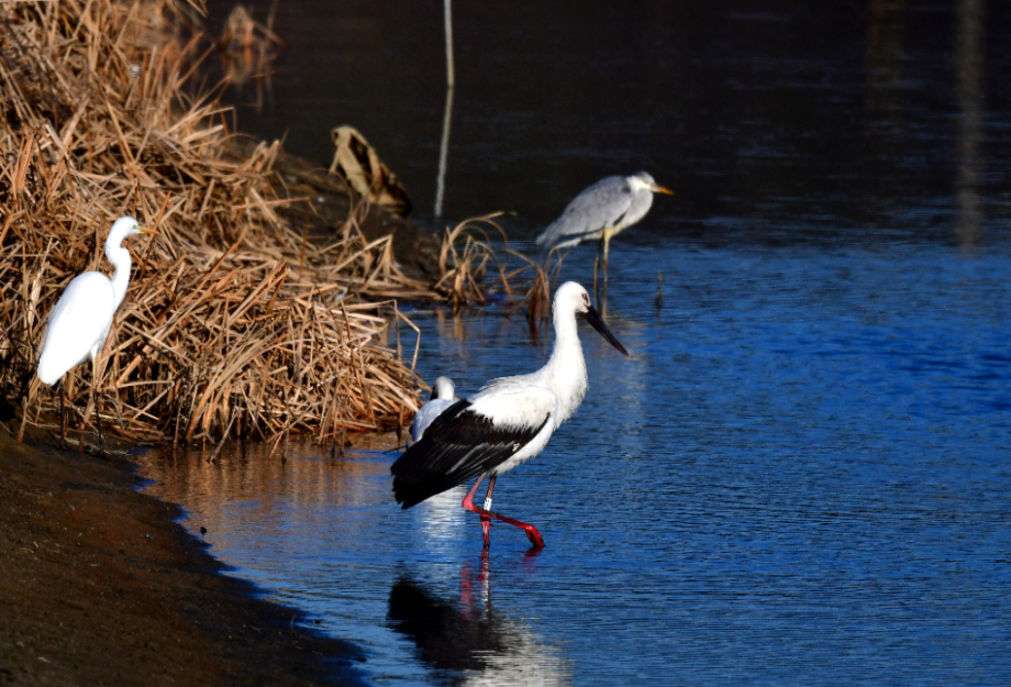 [2022.01.04] 경기도 화성시에서 관찰된 황새입니다. 이미지