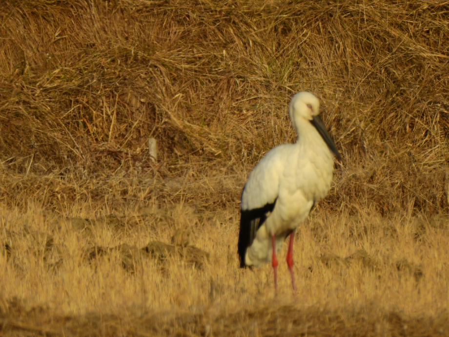 [2022.01.06] 경기도 화성시에서 관찰된 황새입니다. 이미지