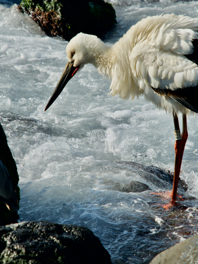 [2022.01.07] 제주특별자치도 제주시에서 관찰된 황새입니다. 이미지