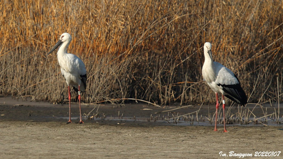[2022.01.07] 경기도 화성시에서 관찰된 황새입니다. 이미지