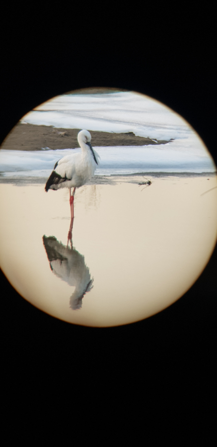 [2022.01.07] 충청남도 논산시에서 관찰된 황새입니다. 이미지