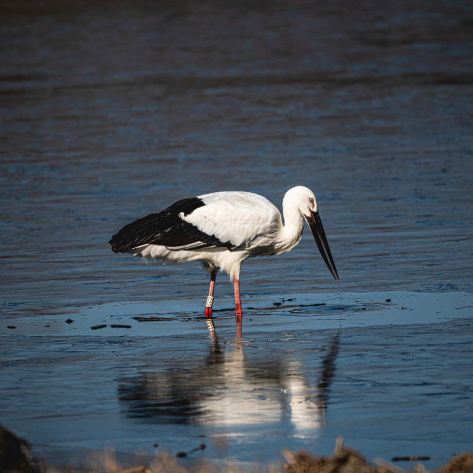 [2022.01.08] 경상남도 창녕군에서 관찰된 황새입니다. 이미지
