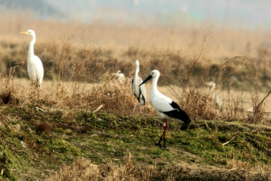 [2022.01.09] 전라북도 고창군에서 관찰된 황새입니다. 이미지