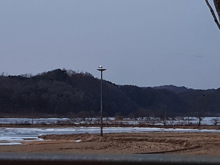 [2022.01.12] 충청남도 예산군에서 관찰된 황새입니다. 이미지