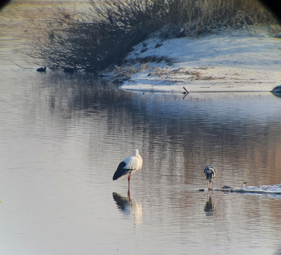 [2022.01.13] 전라북도 전주시에서 관찰된 황새입니다. 이미지