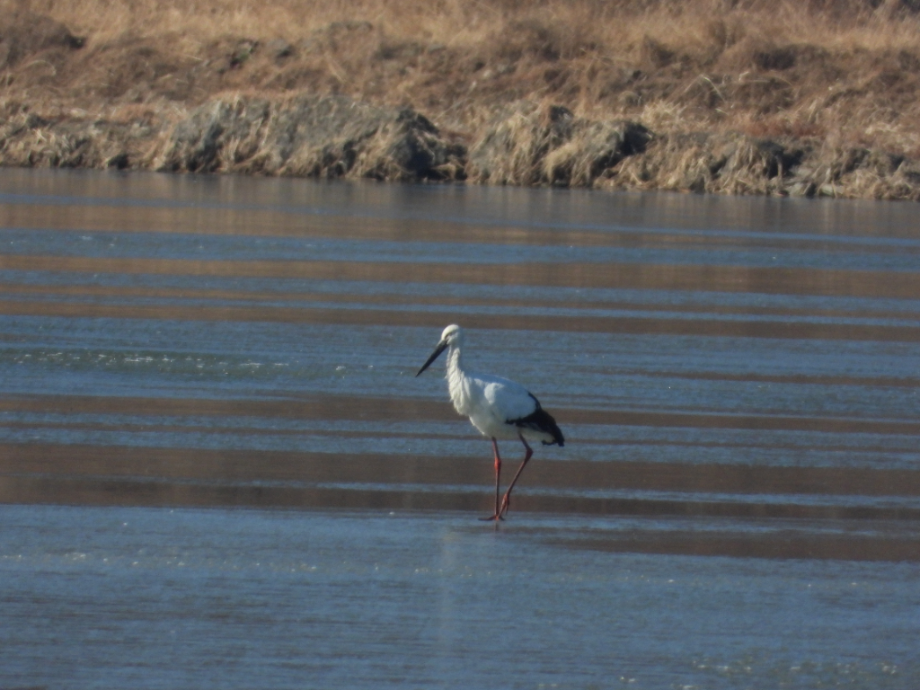 [2022.01.14] 경상남도 창녕군에서 관찰된 황새입니다. 이미지