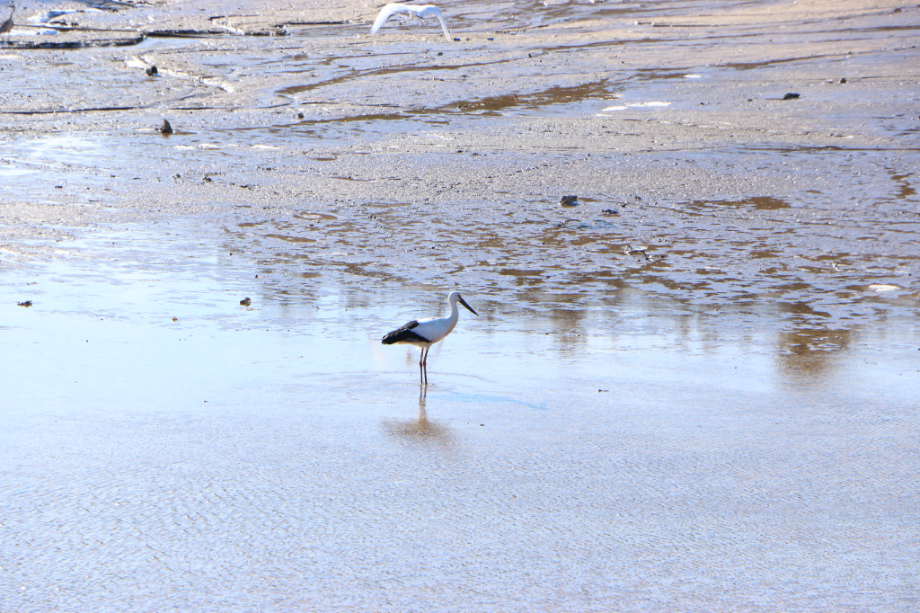 [2022.01.14] 전라남도 무안군에서 관찰된 황새입니다. 이미지