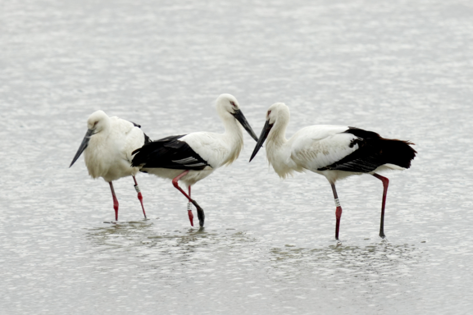 [2022.01.16] 전라남도 고창군에서 관찰된 황새입니다. 이미지