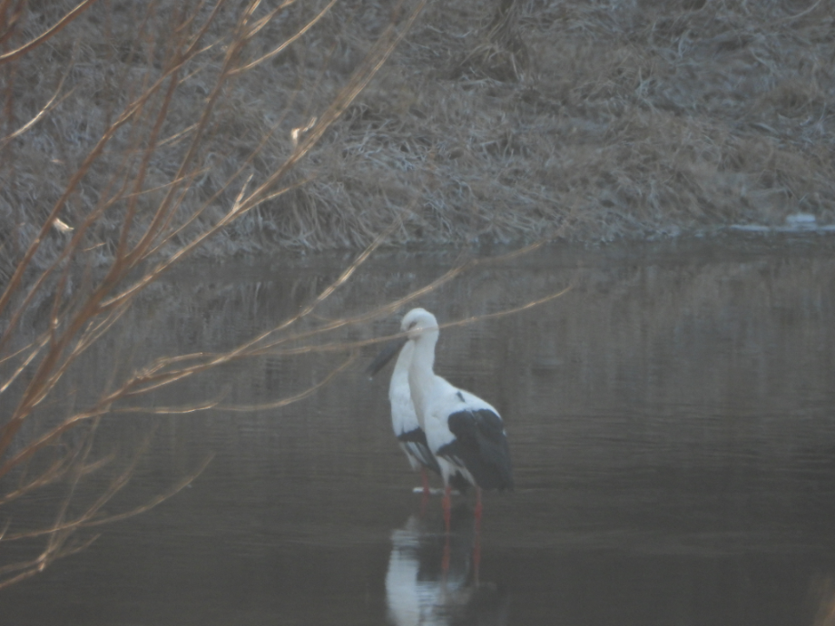 [2022.01.17] 충청남도 홍성군에서 관찰된 황새입니다. 이미지