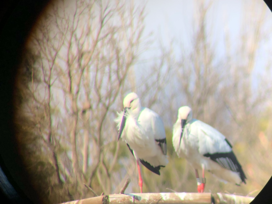 [2022.01.17] 충청남도 예산군에서 관찰된 황새입니다. 이미지