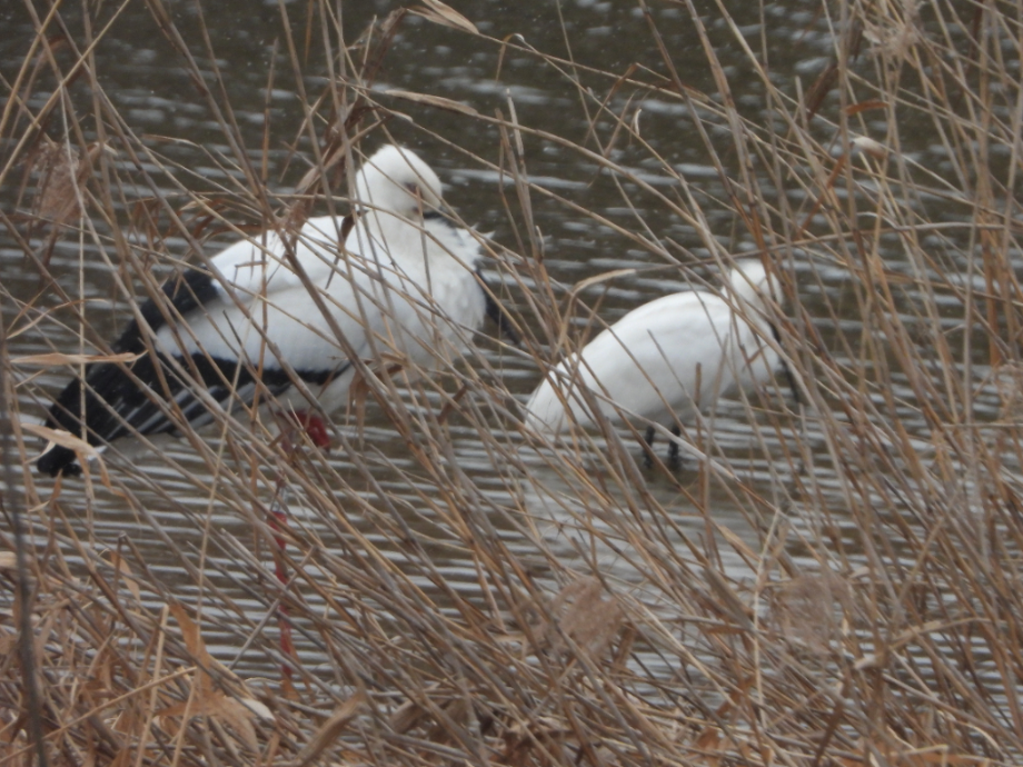 [2022.01.17] 충청남도 홍성군에서 관찰된 황새입니다. 이미지