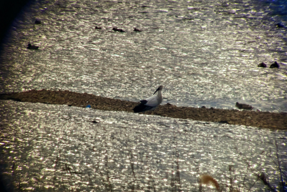 [2022.01.19] 전라북도 전주시에서 관찰된 황새입니다. 이미지