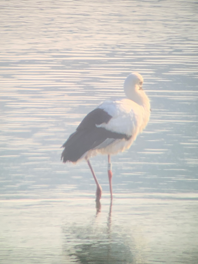 [2022.01.21] 전라북도 군산시에서 관찰된 황새입니다. 이미지