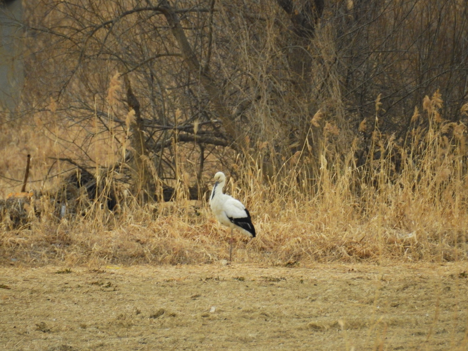 [2022.01.22] 경상남도 김해시에서 관찰된 황새입니다. 이미지