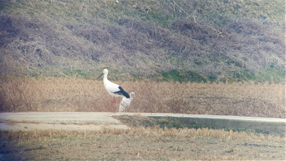 [2022.01.22] 전라북도 전주시에서 관찰된 황새입니다. 이미지