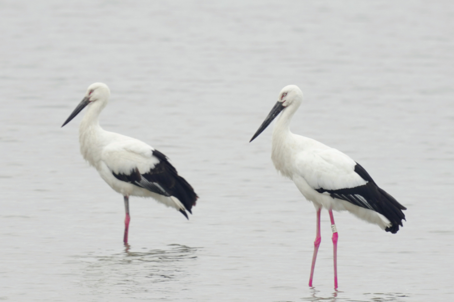 [2022.01.23] 전라북도 고창군에서 관찰된 황새입니다. 이미지