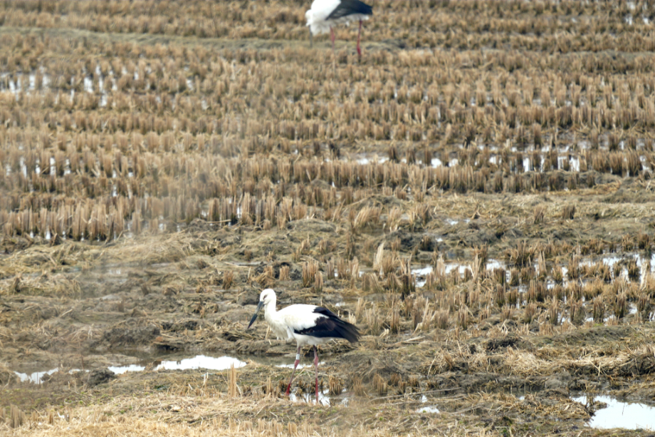 [2022.01.23] 전라북도 고창군에서 관찰된 황새입니다. 이미지
