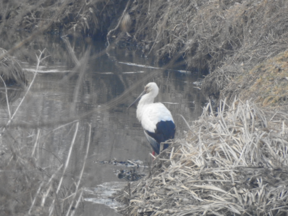 [2022.01.23] 경기도 화성시에서 관찰된 황새입니다. 이미지