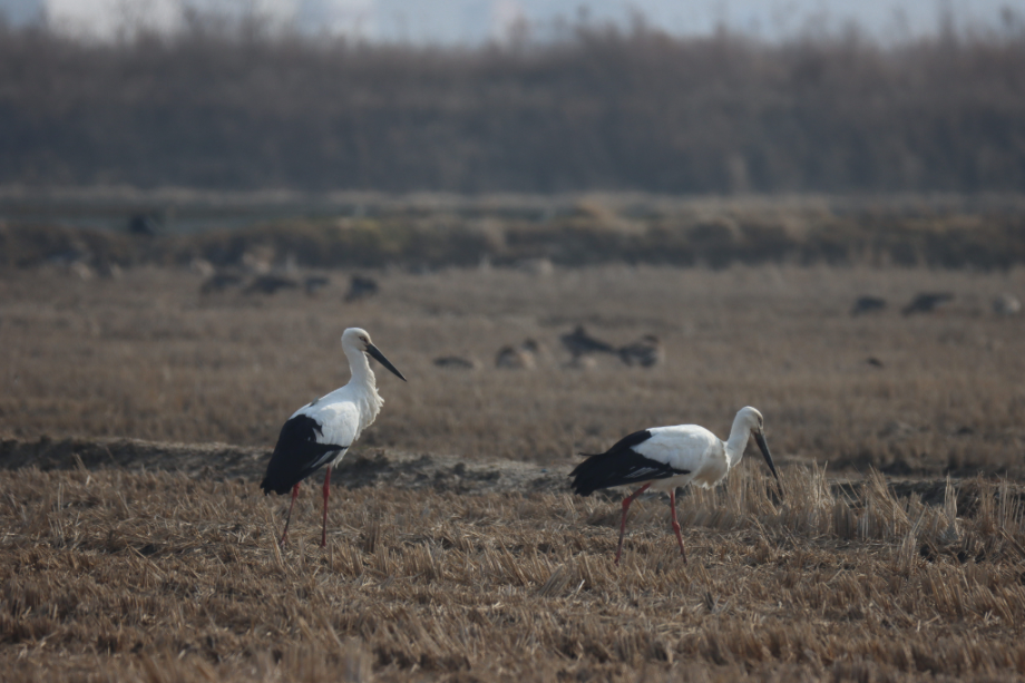 [2022.01.23] 충청남도 서산시에서 관찰된 황새입니다. 이미지