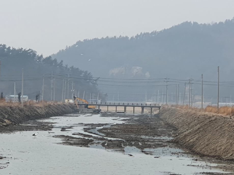 [2022.01.24] 전라남도 진도군에서 관찰된 황새입니다. 이미지