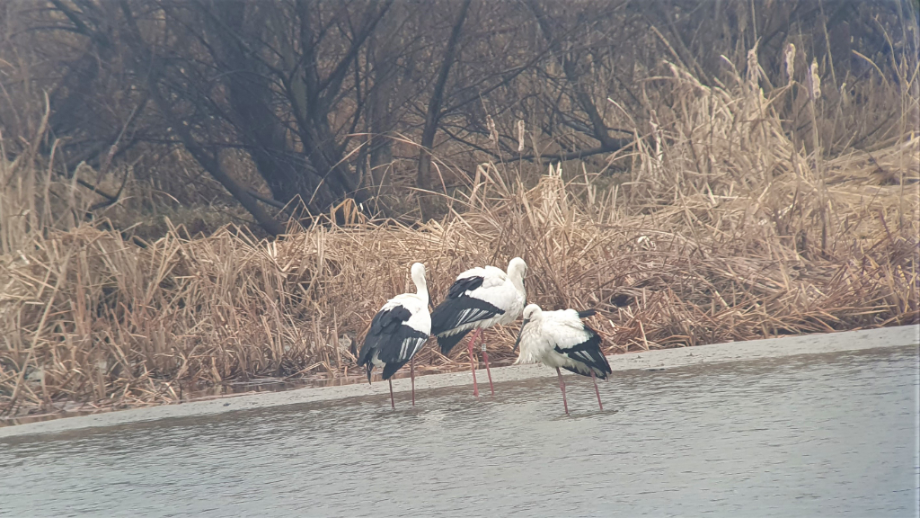 [2022.01.25] 전라북도 김제시에서 관찰된 황새입니다. 이미지