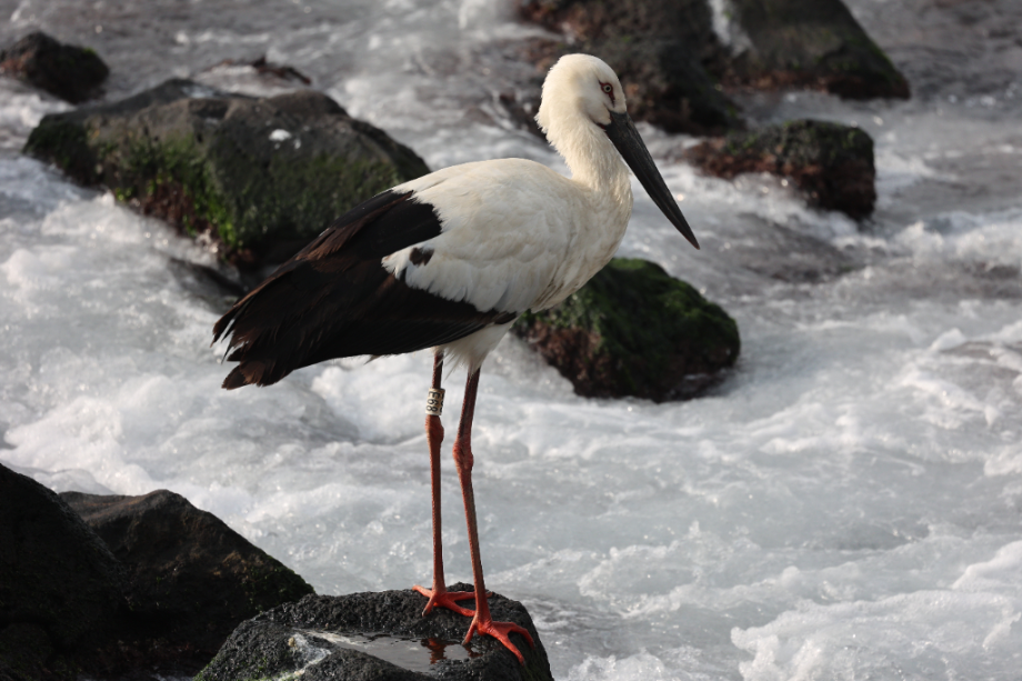 [2022.01.26] 제주특별자치도 제주시에서 관찰된 황새입니다. 이미지