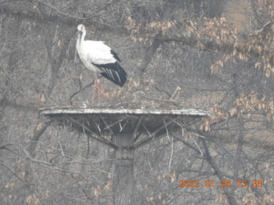 [2022.01.26] 충청남도 예산군에서 관찰된 황새입니다. 이미지