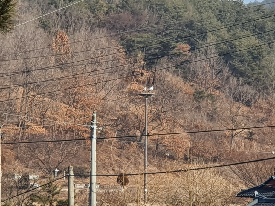 [2022.01.27] 충청남도 예산군에서 관찰된 황새입니다. 이미지