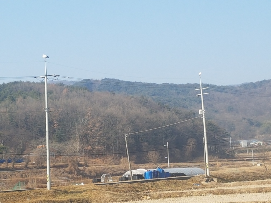 [2022.01.27] 충청남도 예산군에서 관찰된 황새입니다. 이미지