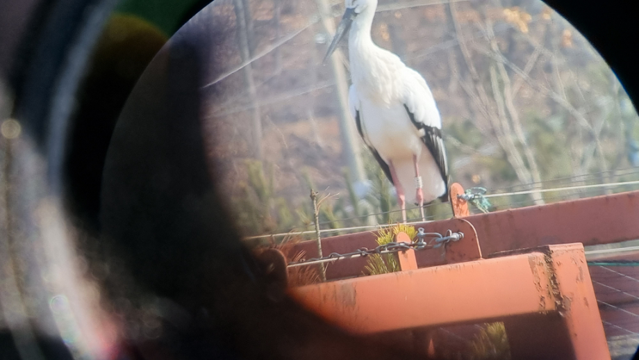 [2022.01.27] 충청남도 예산군에서 관찰된 황새입니다. 이미지