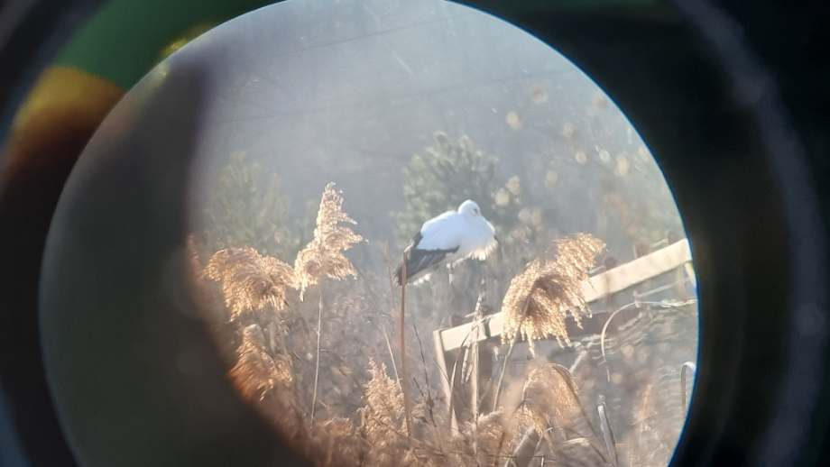 [2022.01.28] 충청남도 예산군에서 관찰된 황새입니다. 이미지