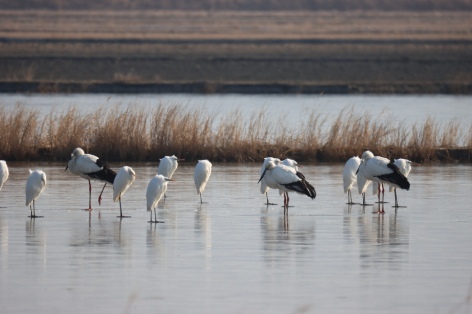 [2022.01.28] 충청남도 서산시에서 관찰된 황새입니다. 이미지