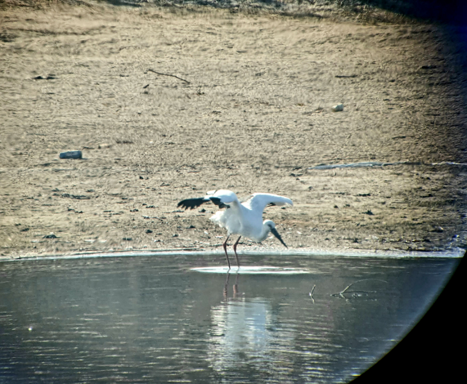 [2022.01.28] 전라북도 익산시에서 관찰된 황새입니다. 이미지