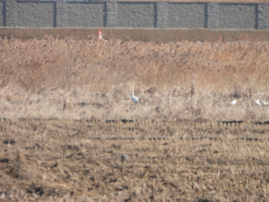 [2022.01.28] 충청남도 서산시에서 관찰된 황새입니다. 이미지